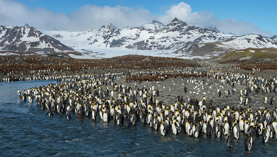 Colony Of King Penguins Aptenodytes Photograph By Panoramic Images 