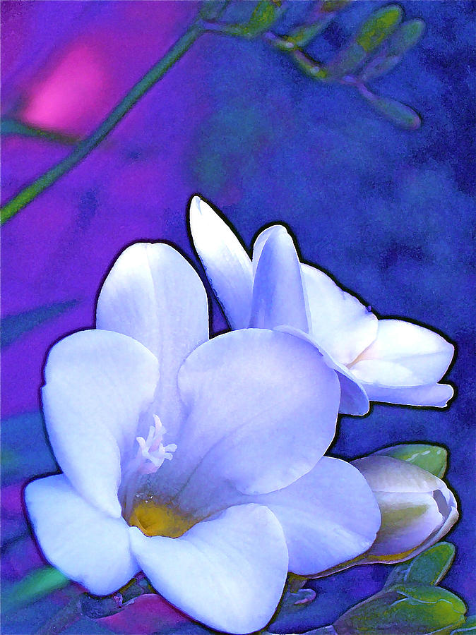 Flower Photograph - Color 4 #2 by Pamela Cooper