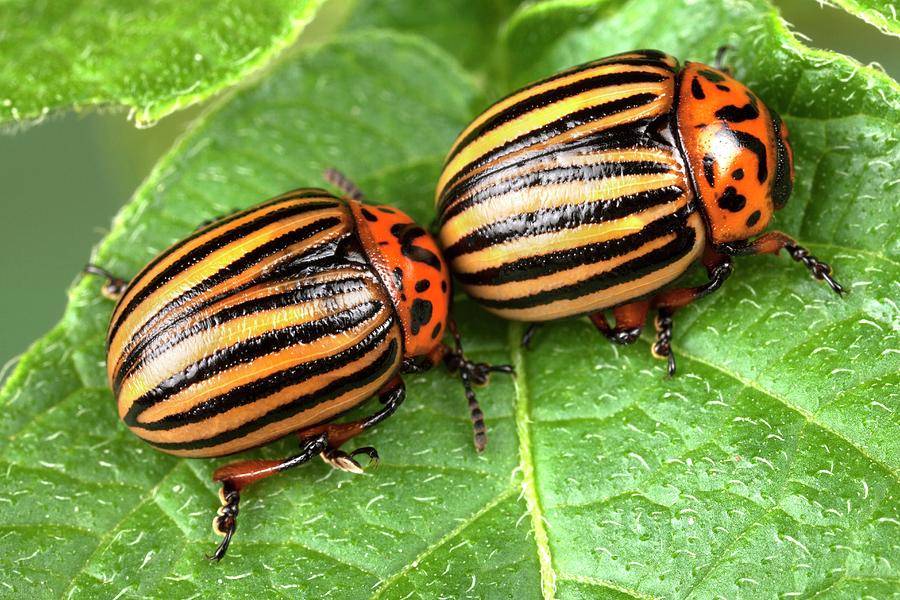 Colorado Potato Beetles #2 by Pascal Goetgheluck/science Photo Library