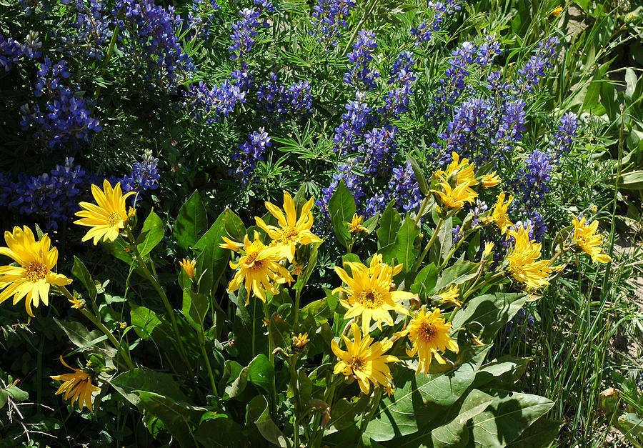 Colorado Wildflowers #2 Photograph by Lynn Bauer