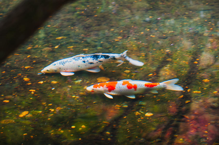 Colored Carp in Fall Pond #2 Photograph by Hisao Mogi