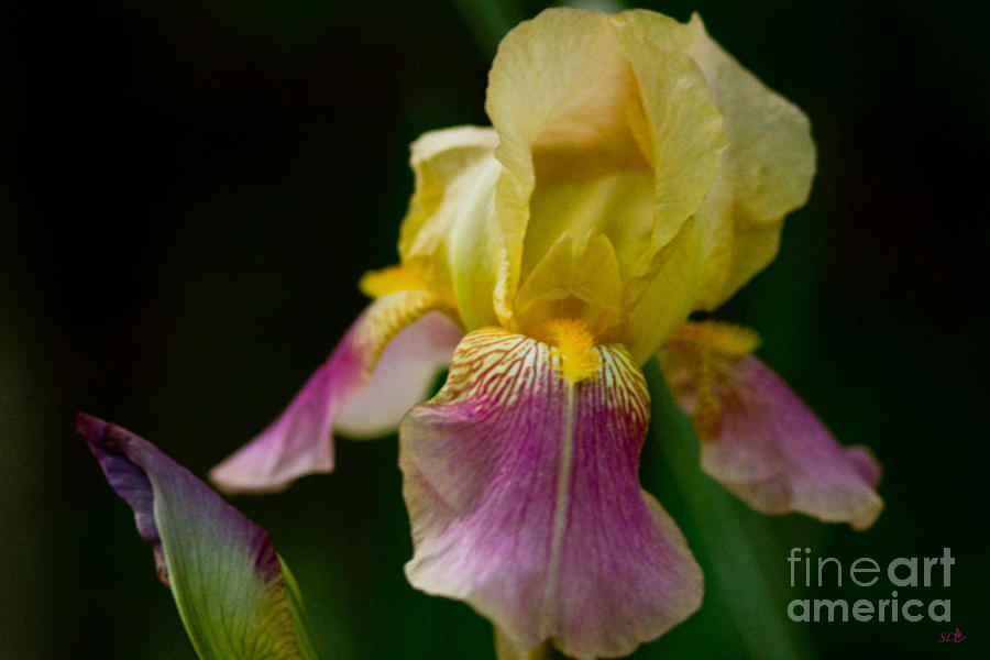 2 Colored Iris  Photograph by Sandra Clark