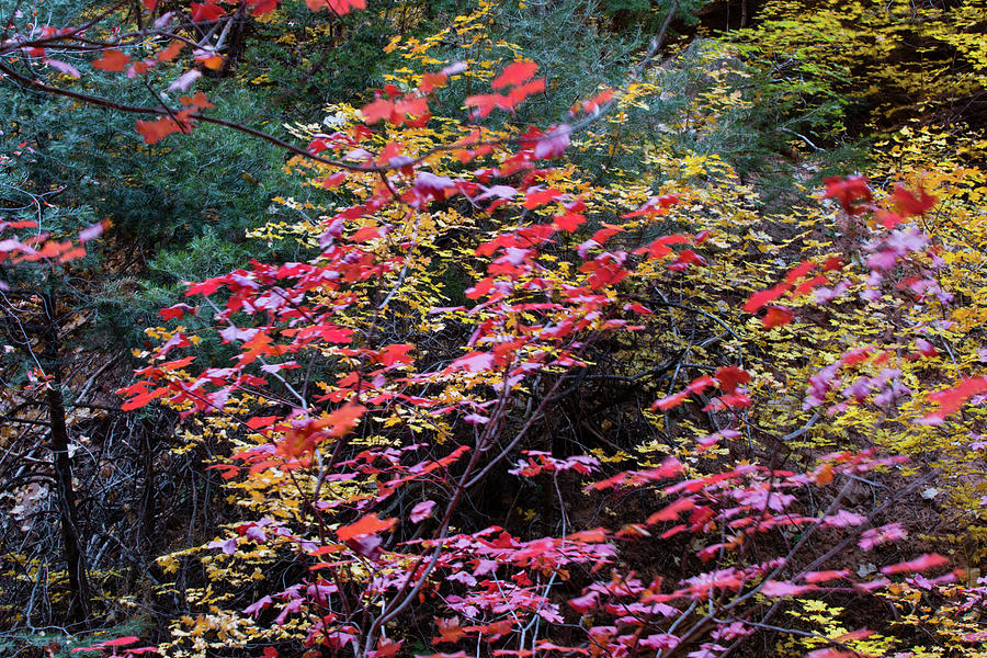 Zion National Park Photograph - Colorful Leaves On A Tree #2 by Panoramic Images
