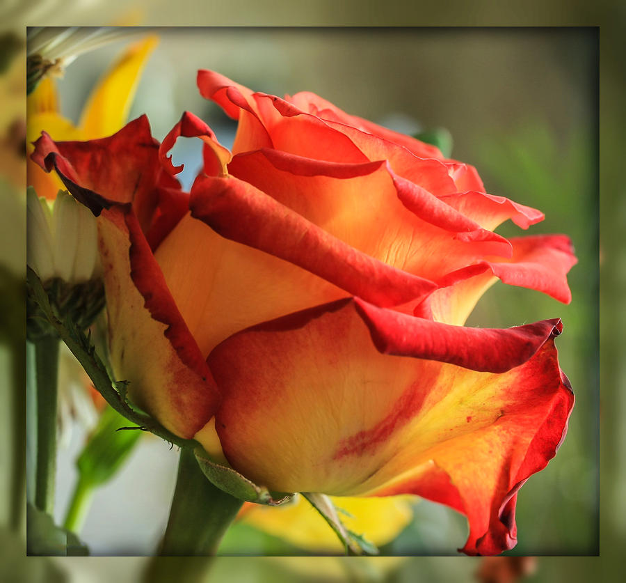 Colorful rose #2 Photograph by Jane Luxton