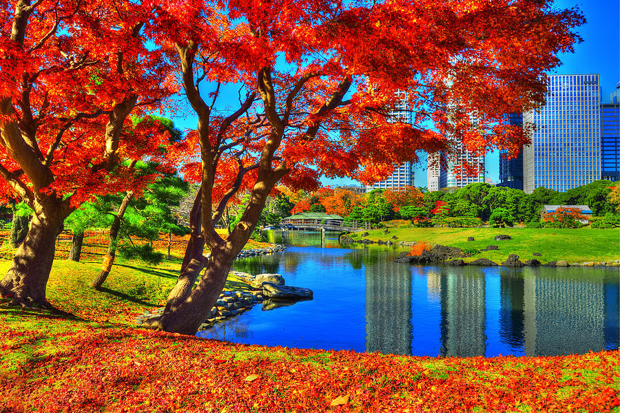 Fall Photograph - Colors of Fall #2 by Midori Chan