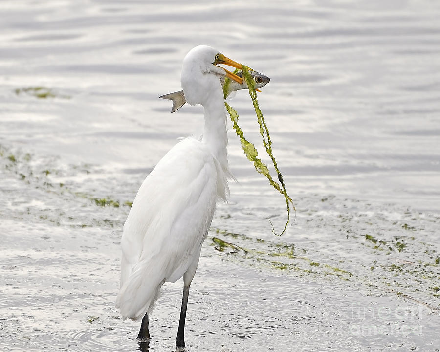 Egret Photograph - Colossal Catch by Al Powell Photography USA