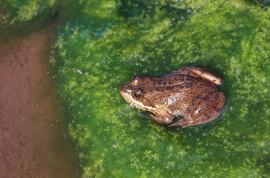 Columbia Spotted Frog #2 Photograph by Karl H. Switak