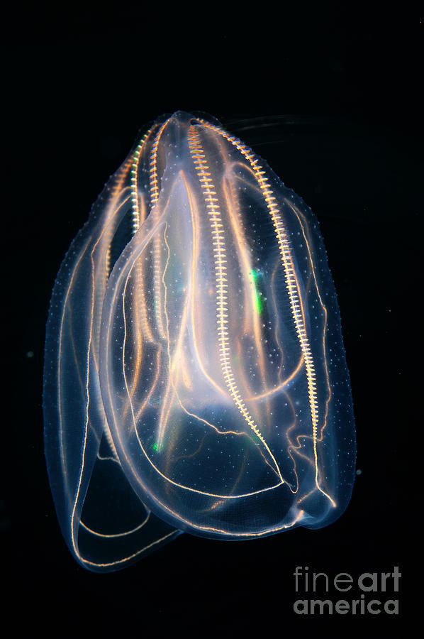 Comb Jelly #2 Photograph by Gregory G Dimijian