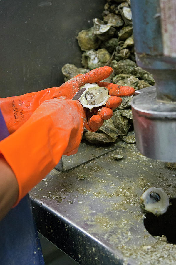 Commercial Oyster Processing #2 Photograph by Jim West