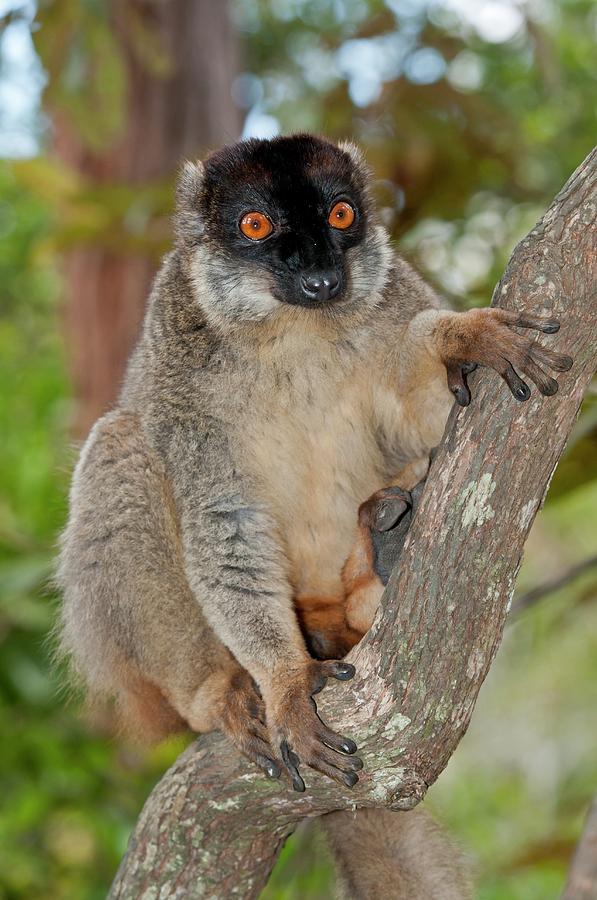 Nature Photograph - Common Brown Lemur #2 by Tony Camacho/science Photo Library