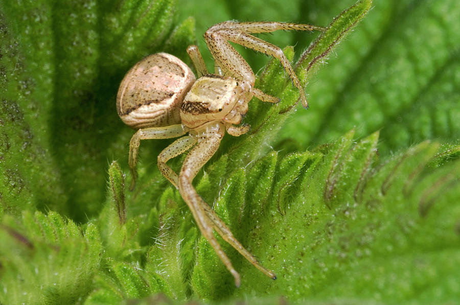 Spider Photograph - Common Crab Spider #2 by Nigel Downer