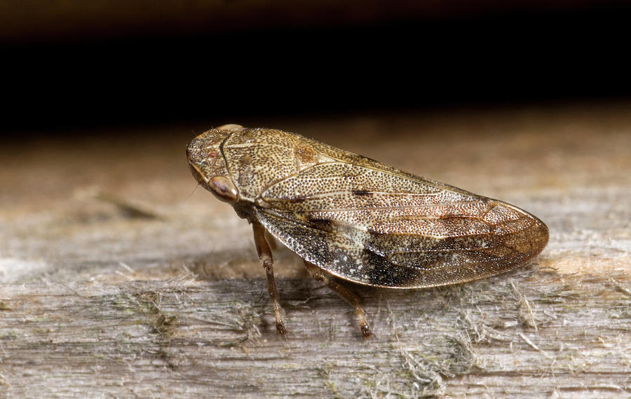 Common Froghopper Photograph by Nigel Downer - Fine Art America