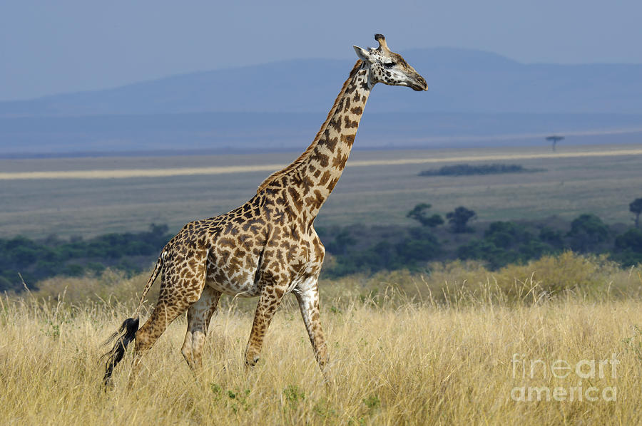 Common Giraffe #2 Photograph by John Shaw