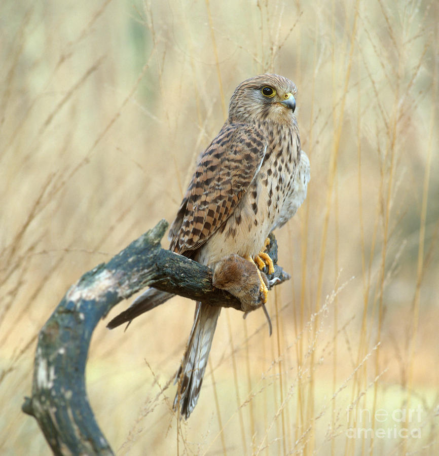 Common Kestrel Photograph by Hans Reinhard | Pixels