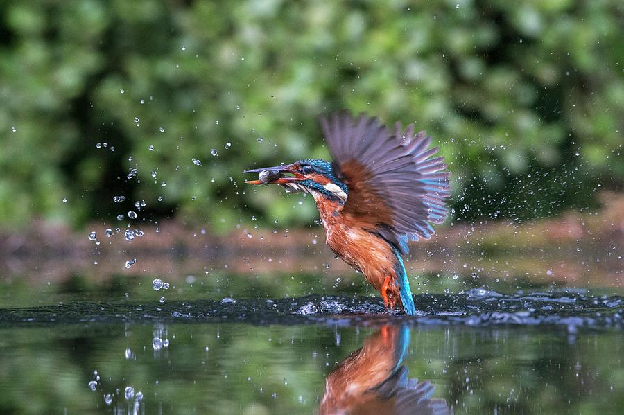 Common Kingfisher Catching A Fish #2 Photograph by Dr P. Marazzi