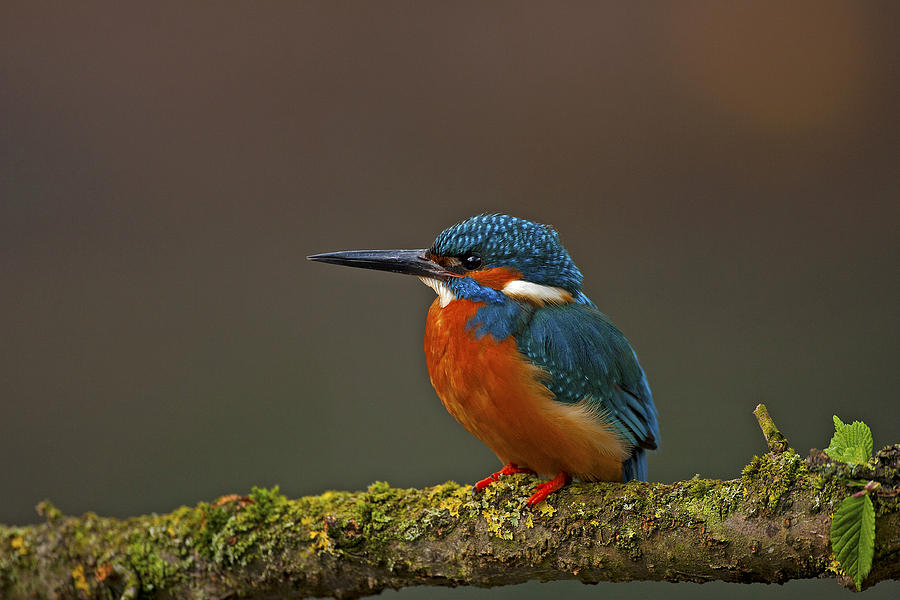 Common Kingfisher #2 Photograph by Paul Scoullar