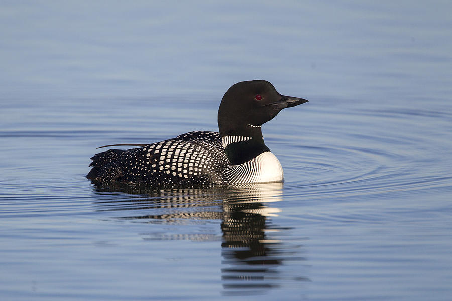 Common Loon Photograph by Doug Lloyd - Fine Art America