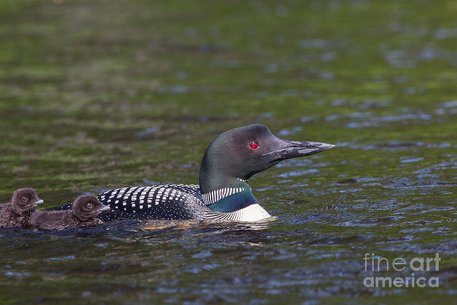 Loon Photograph - Common Loon Gavia Immer With Young #2 by Linda Freshwaters Arndt