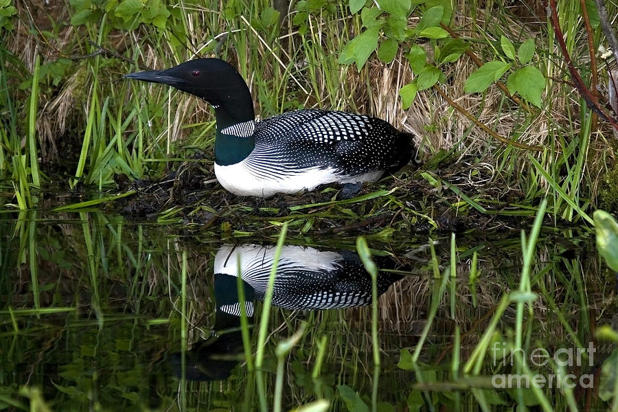 Loon Photograph - Common Loon #2 by Linda Freshwaters Arndt