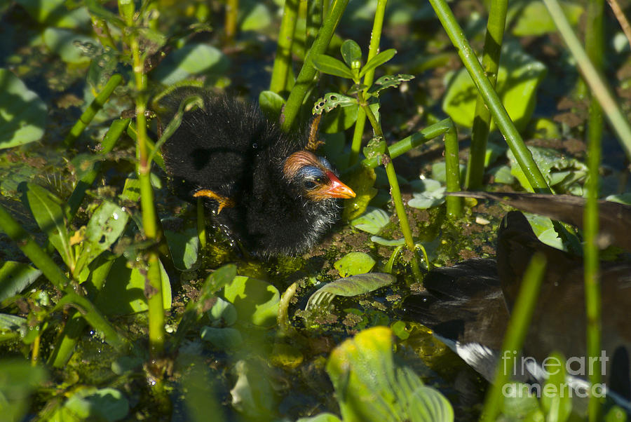 Common Moorhen Chick #2 Photograph by Mark Newman