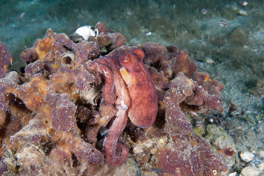 Common Octopus Photograph by Andrew J. Martinez
