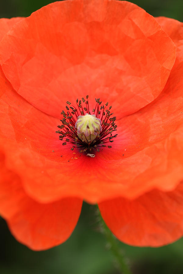 Poppy Photograph - Common Poppy #2 by Paul Lilley
