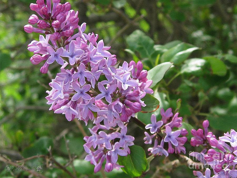 Nature Painting - Common Purple Lilac #1 by J McCombie