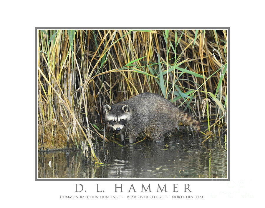 Common Raccoon Hunting #2 Photograph by Dennis Hammer