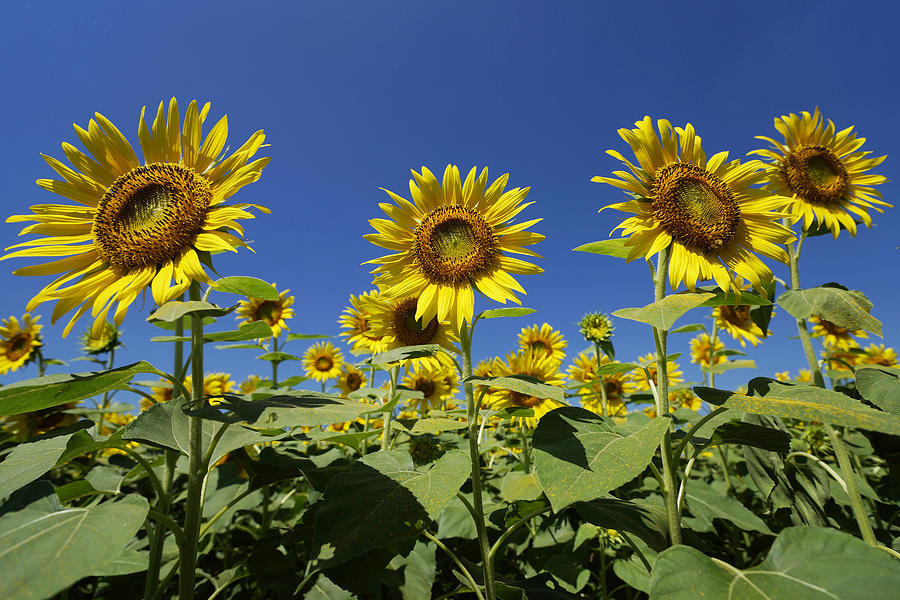 Common Sunflower Flowers Japan #2 Photograph by Hiroya  Minakuchi