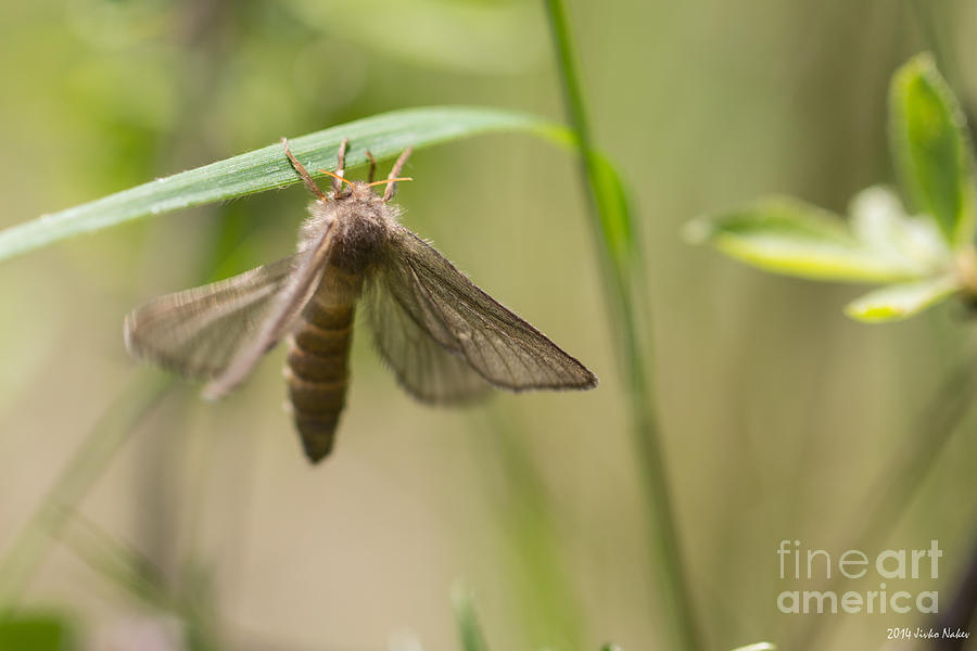 Common swift moth #2 Photograph by Jivko Nakev
