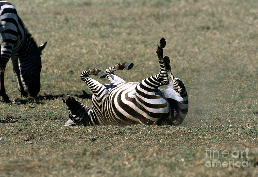 Common Zebra #2 Photograph by William H. Mullins