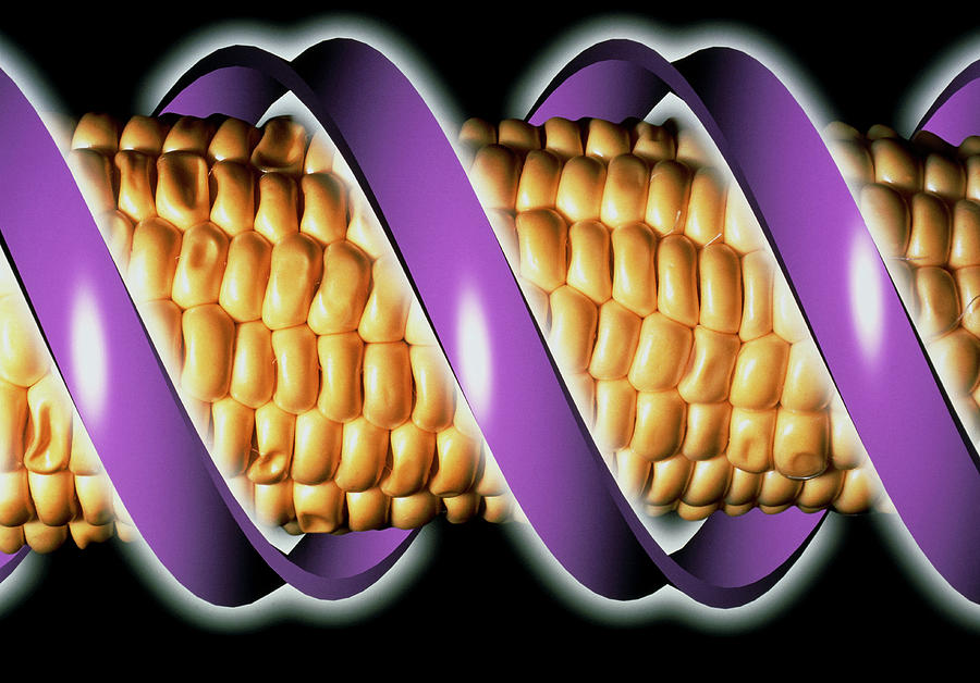 Computer Artwork Of Gm Maize With A Strand Of Dna #2 Photograph by Alfred Pasieka/science Photo Library
