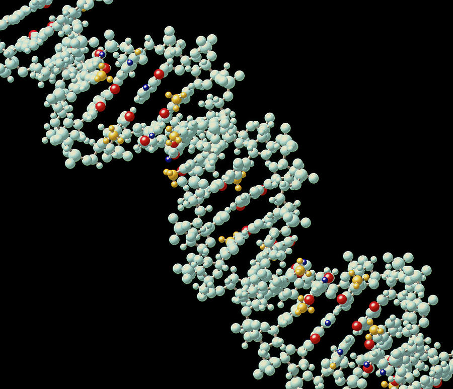 Computer Molecular Graphic Of Dna Photograph by Alfred Pasieka/science ...