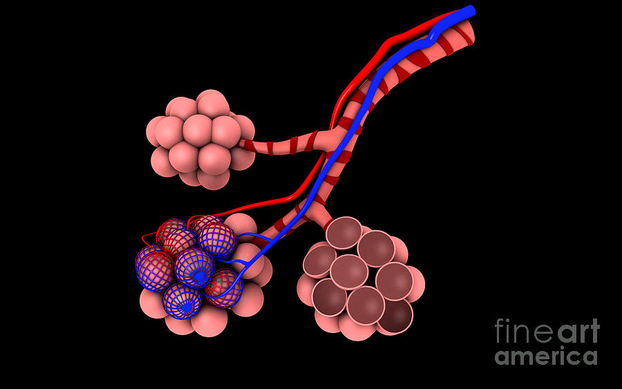 Horizontal Digital Art - Conceptual Image Of Alveoli #2 by Stocktrek Images