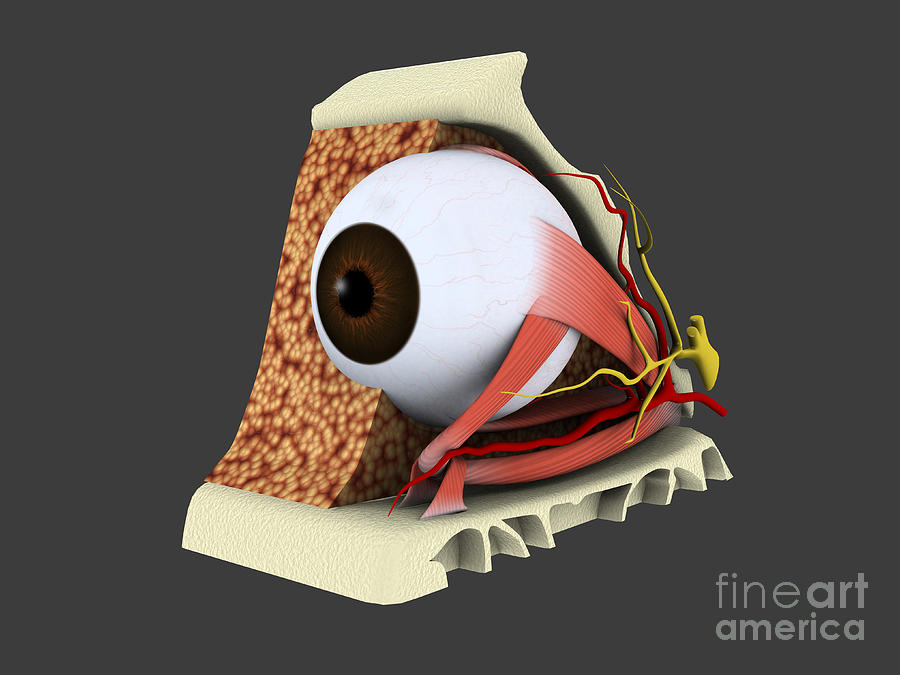 Conceptual Image Of Human Eye Anatomy #2 Digital Art by Stocktrek Images