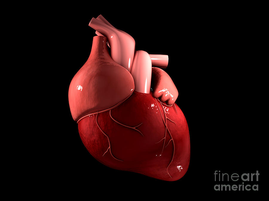 Conceptual Image Of Human Heart #2 Digital Art by Stocktrek Images