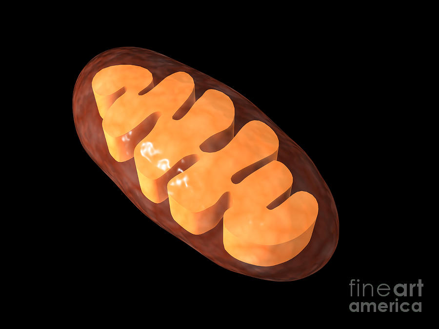 Conceptual Image Of Mitochondria Digital Art by Stocktrek Images - Fine ...