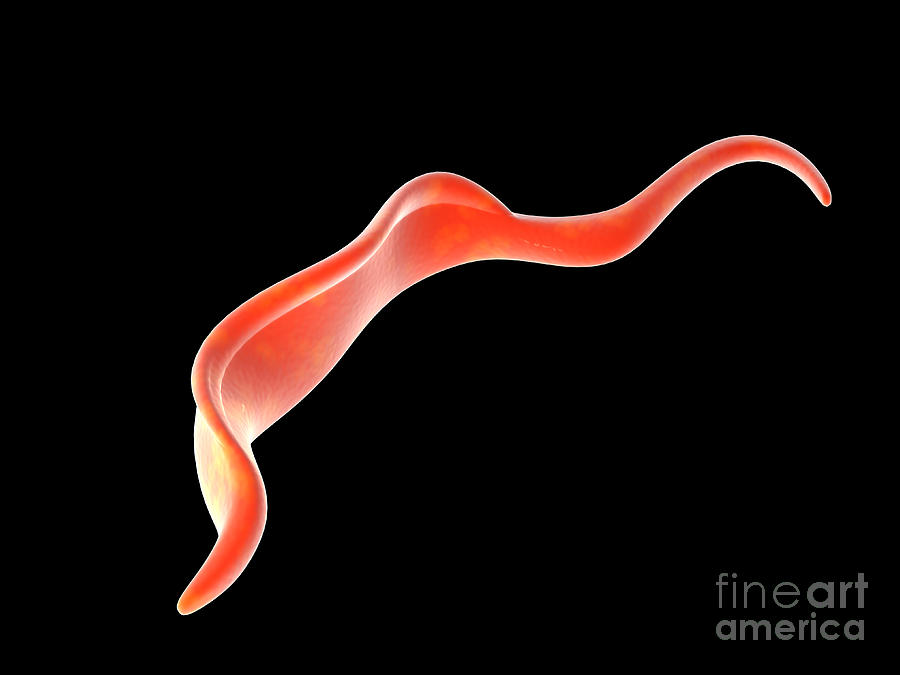 Conceptual Image Of Trypanosoma Digital Art