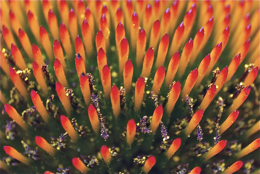 Abstract Photograph - Cone Flower #2 by Michael Peychich