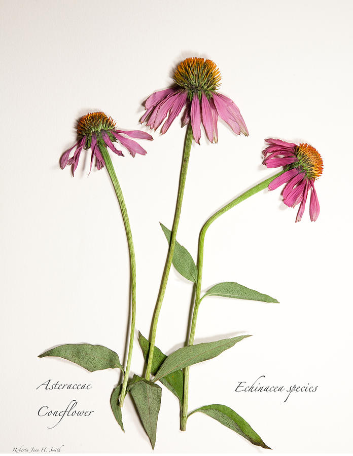 Asteraceae Photograph - Coneflower by Roberta Jean Smith