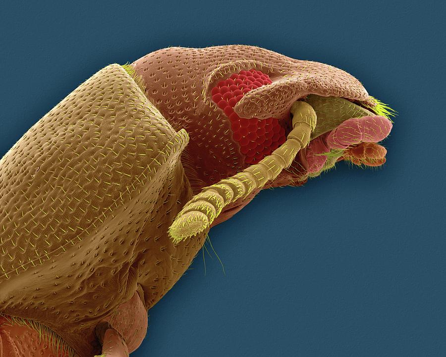 2 Confused Flour Beetle Adult Dennis Kunkel Microscopyscience Photo Library 
