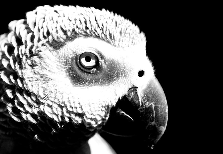 Parrot Photograph - Congo African Grey 2 #2 by Paulina Szajek