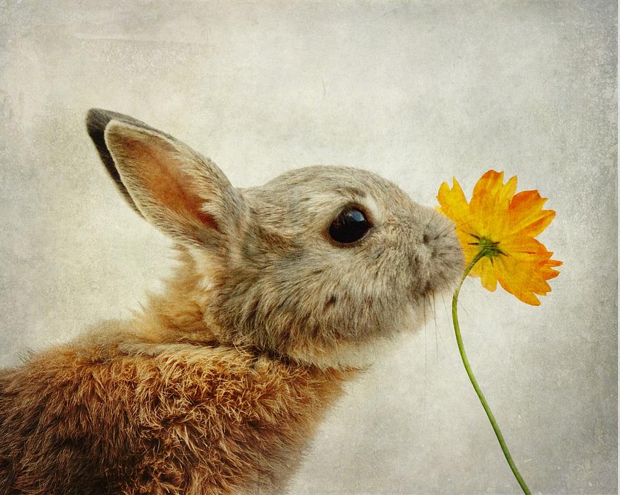 Rabbit Photograph - Connection #2 by Sonya Kanelstrand