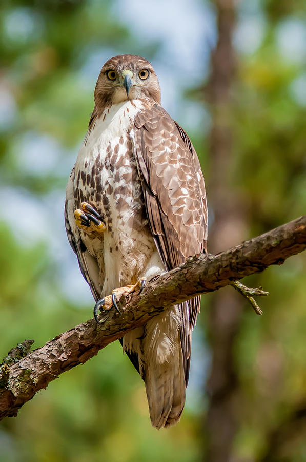 Coopers Hawk Perched On Tree Watching For Small Prey #2 Photograph by Alex Grichenko