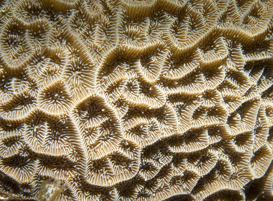 Coral Maze #2 Photograph by Jean Noren