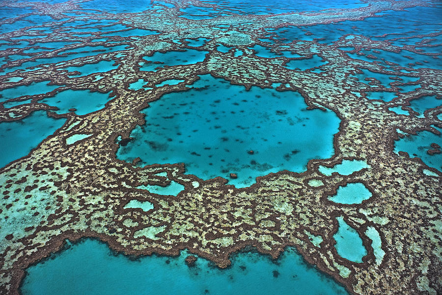 Coral On Hardy Reef Australia Photograph by Ingo Arndt | Fine Art America