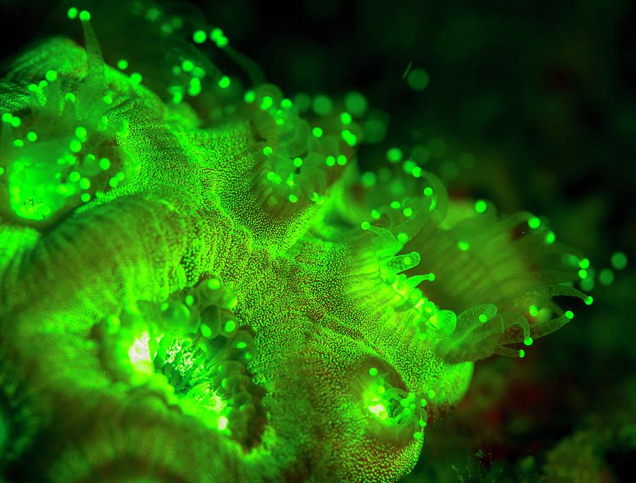 Nature Photograph - Coral Polyps Fluorescing Green #2 by Louise Murray