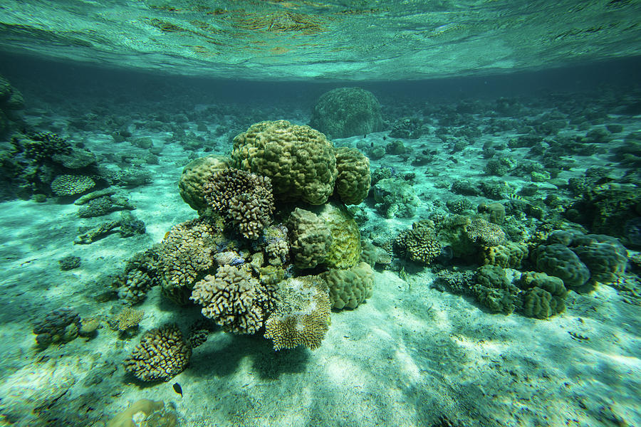 Coral Reef In The Pacific Ocean, Bora #2 Photograph by Panoramic Images