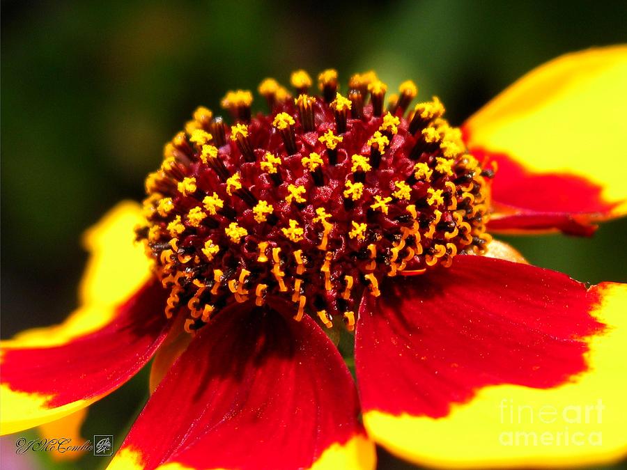 Coreopsis or Golden Tickseed #2 Photograph by J McCombie