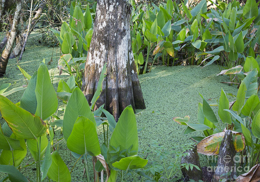 Corkscrew Swamp #2 Photograph by Jim West